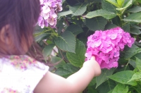 城北中央公園 紫陽花