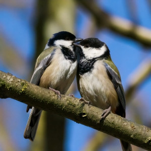bird