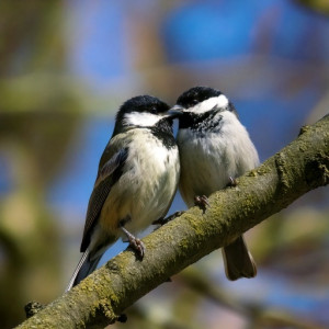 bird