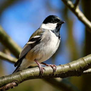 bird