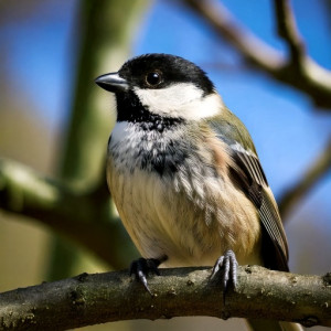 bird