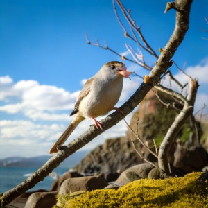 bird