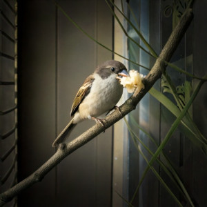 bird