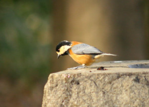 bird