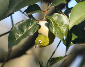 bird