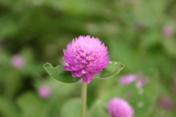 公園のお花