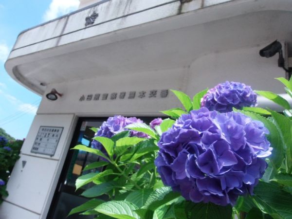 箱根駅前交番と紫陽花